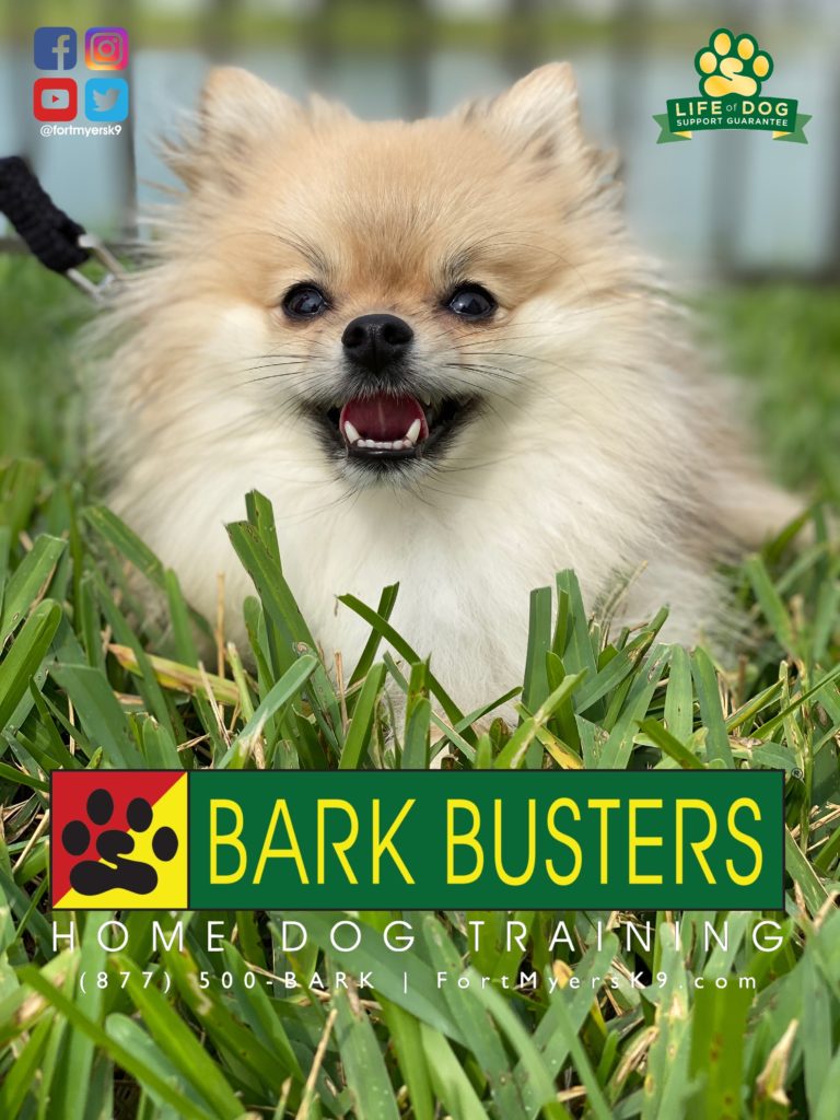 #pomeranian. #dogsofbarkbusters @fortmyersk9