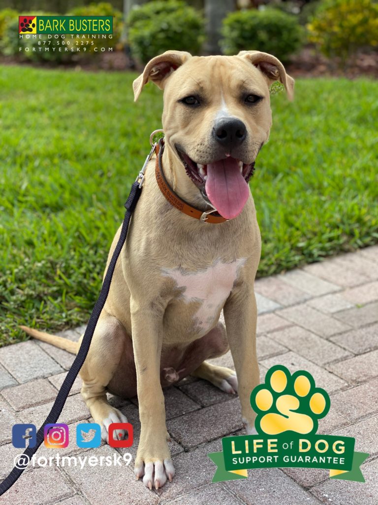 #pitbull #pibble. #dogsofbarkbusters. #speakdogchangeyourlife