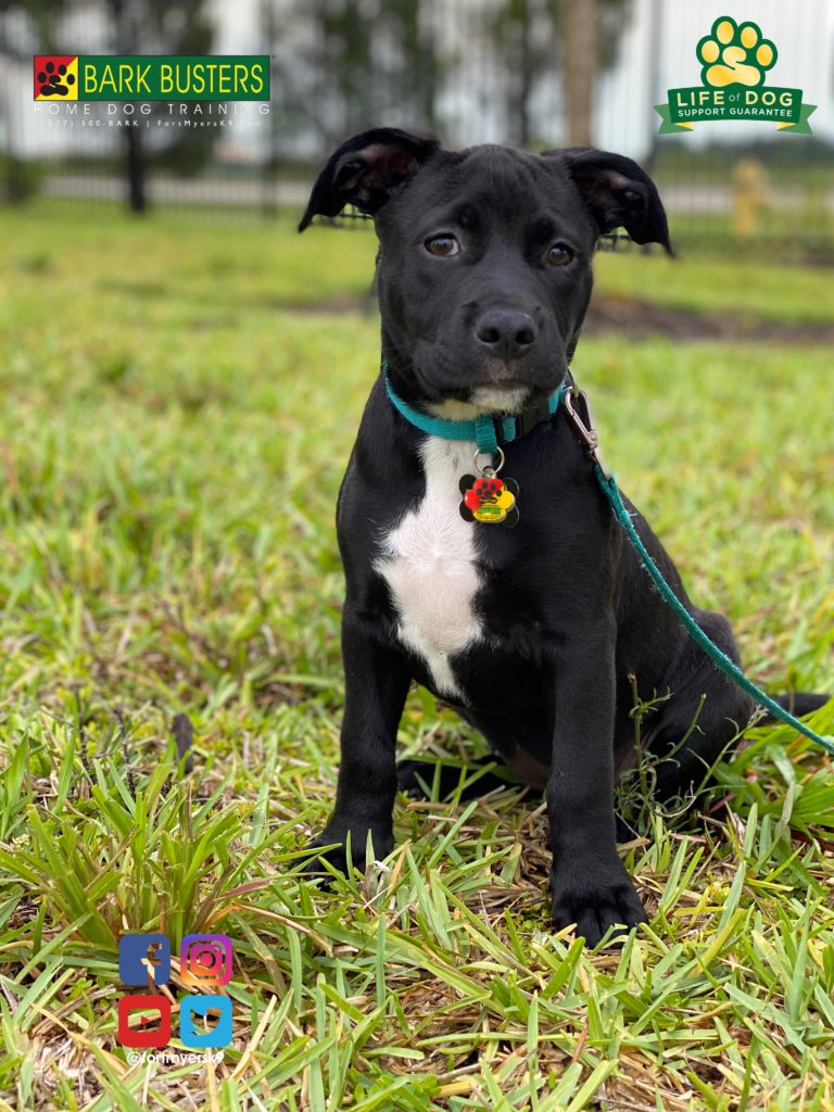 #labmix. #pitmix. #pibblemix #dogsofbarkbusters @fortmyersk9