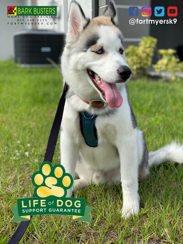 #siberianhusky. #dogsofbarkbusters