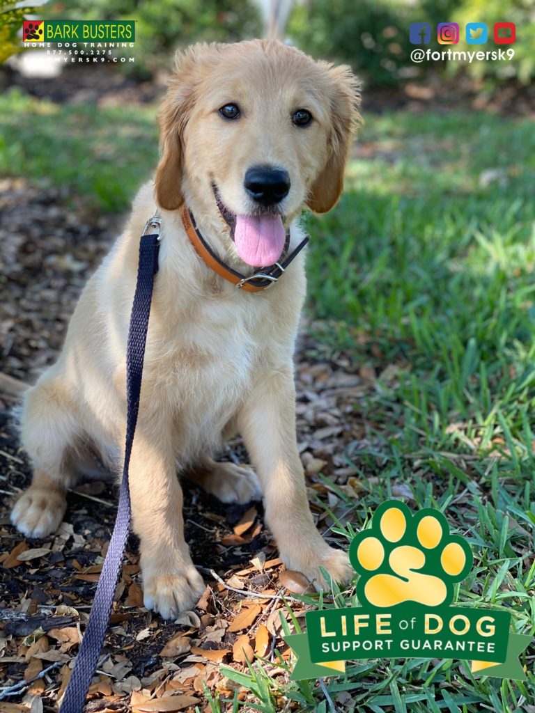 #groodle. #goldendoodle. #dogsofbarkbusters