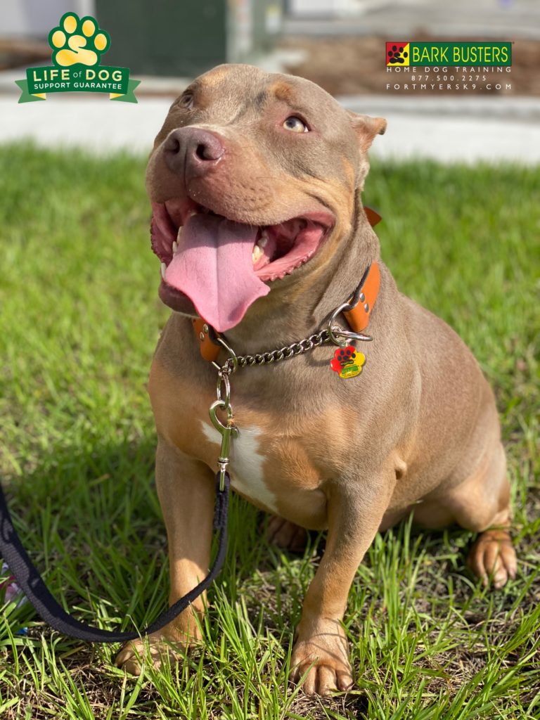 #pibblemix. #corgimix. #dogsofbarkbusters