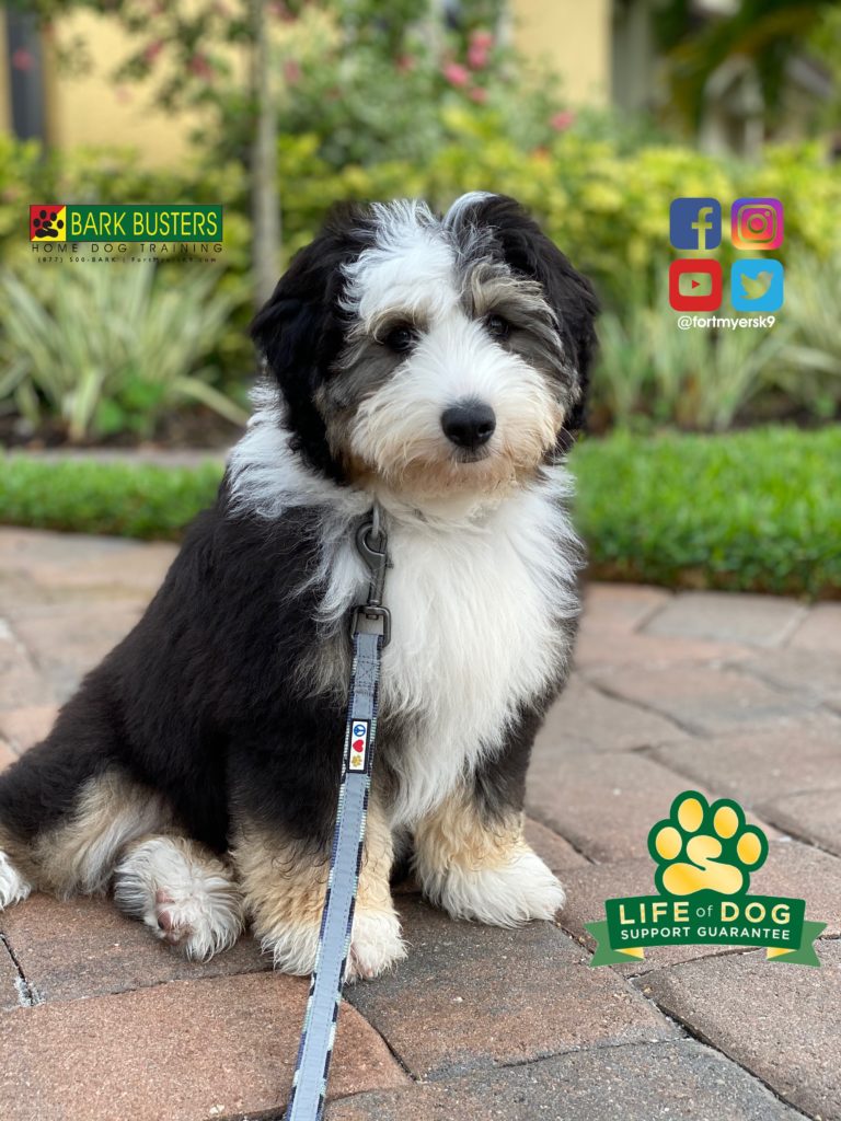 #aussiedoodle. #miniaussiedoodle. #speakdogchangeyourlife. #dogsofbarkbusters. @fortmyersk9