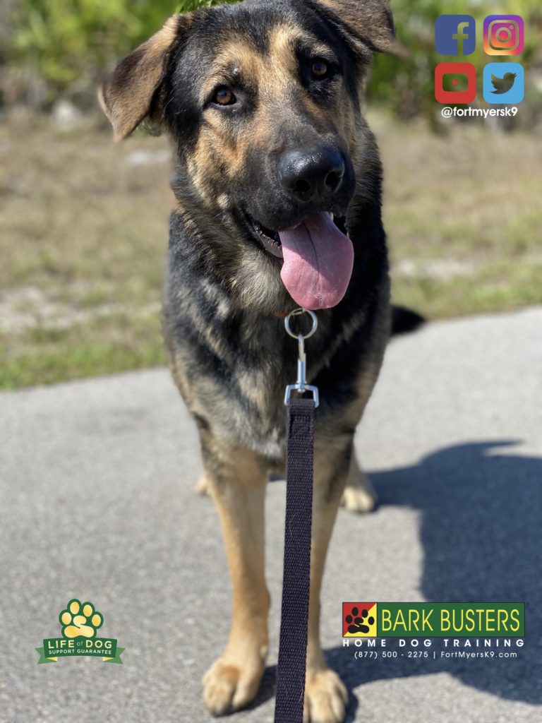 #germanshepherddog #gsd #dogsofbarkbusters @fortmyersk9.com