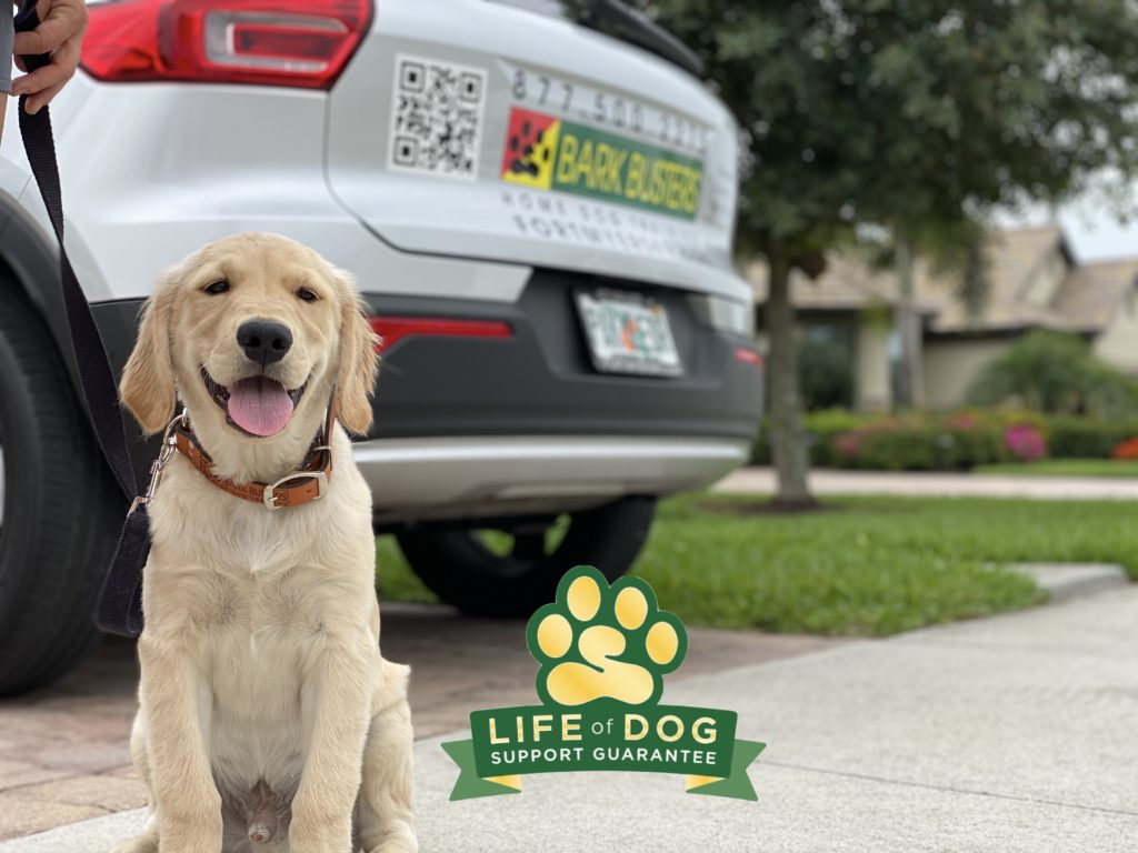 #goldenretriever #oldschool #yourmyboyblue #bluejurassicworld #dogsofbarkbusters