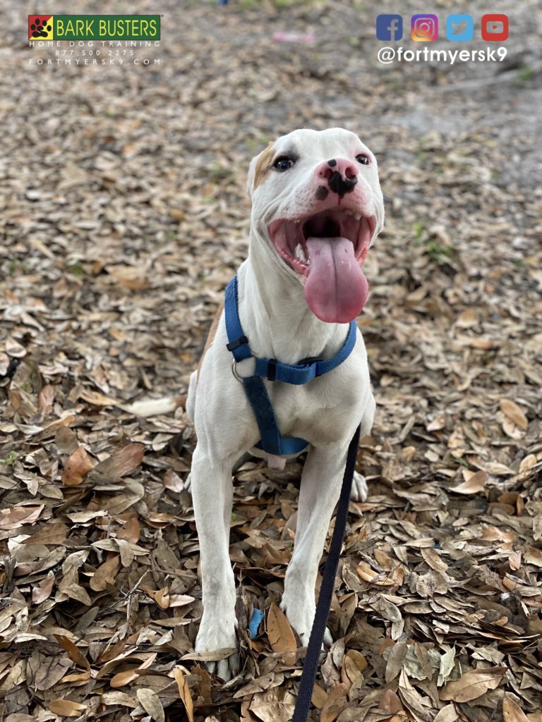 #pibble #dogsofbarkbusters