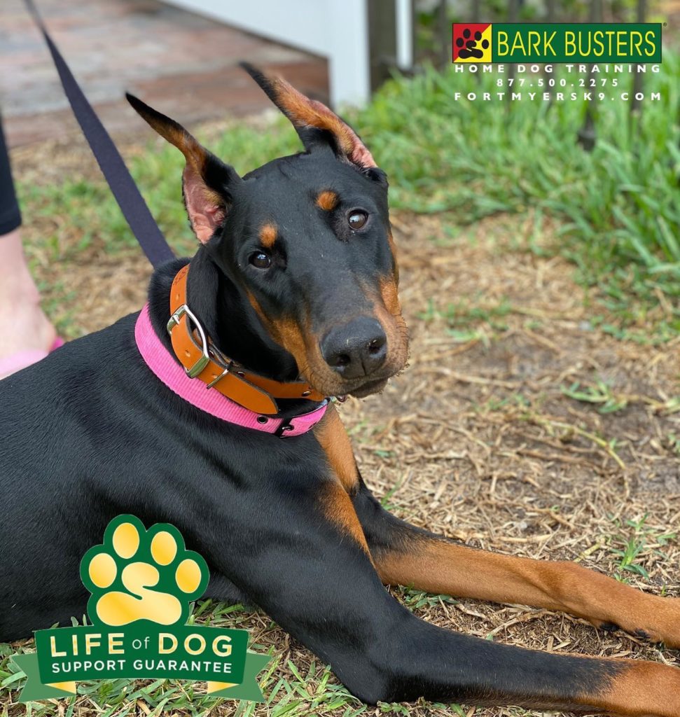 #dobermanpinscher #doberman #dogsofbarkbusters