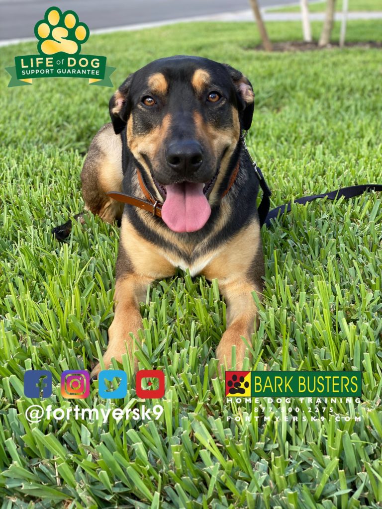 #germanshepherdmix #shepherdmix #americanbulldogmix