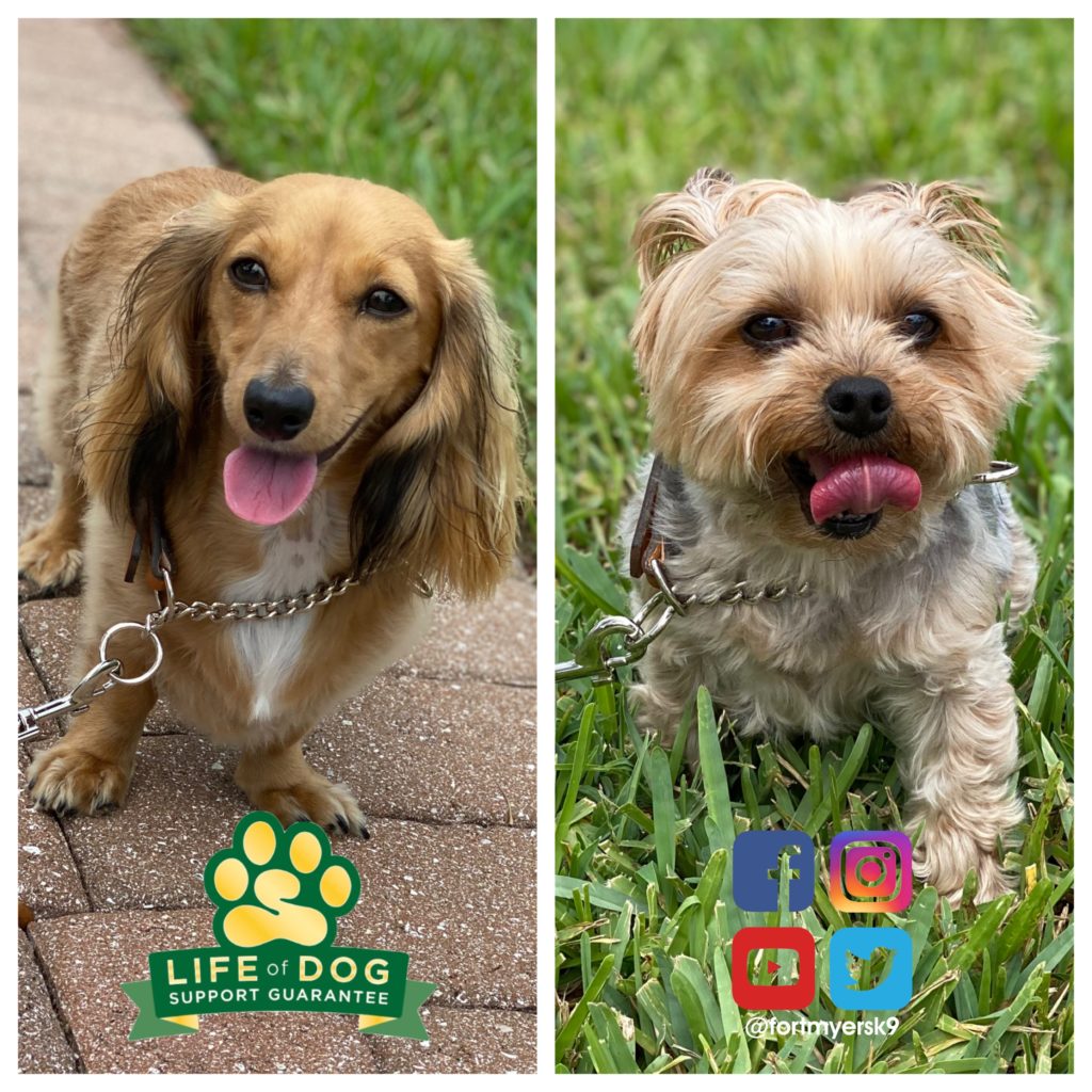 #longhairdachshund #yorkie