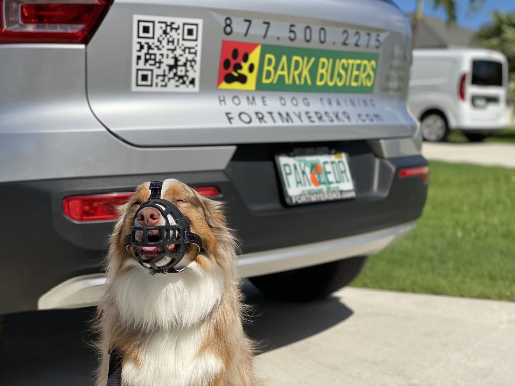 #australianshepherd #dogsofbarkbusters. #speakdogchangeyourlife #dogaggression @fortmyersk9