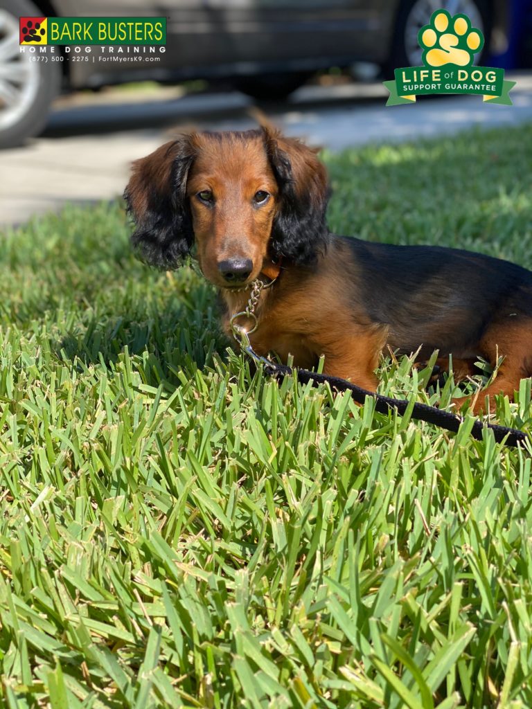 #dachshund #dogsofbarkbusters #miniaturedachshund