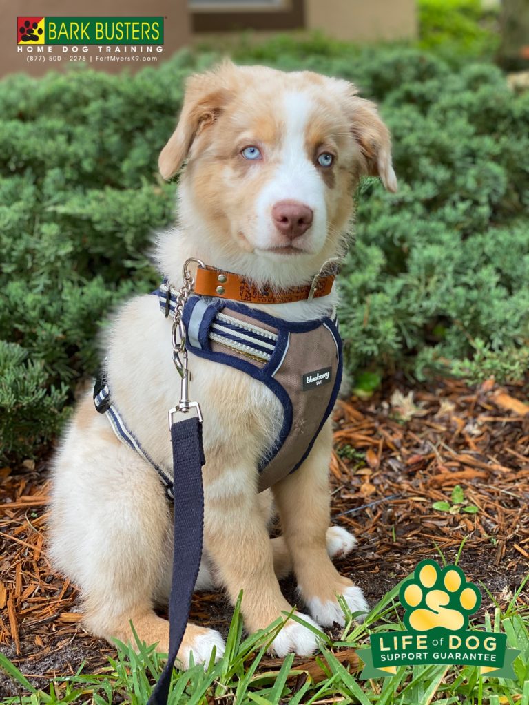#australianshepherd #speakdogchangeyourlife #dogsofbarkbusters #bellaterra