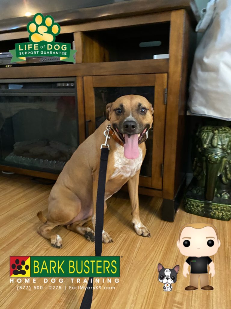 #blackmouthcur #capecoral #speakdogchangeyourlife #barkbusters #dogsofbarkbusters @fortmyersk9