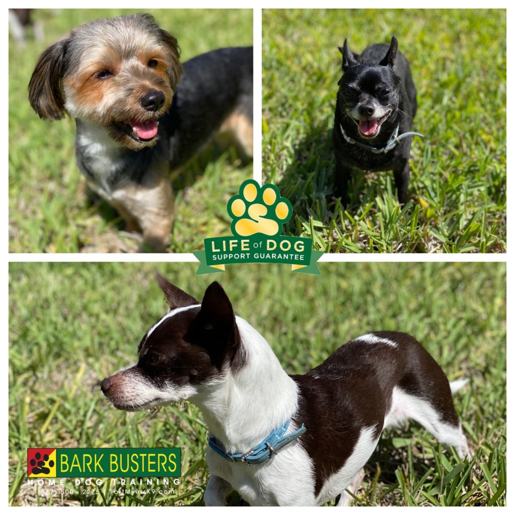 #yorkie #yorkshireterrier #chihuahua #joserussellterrier #dogsofbarkbusters