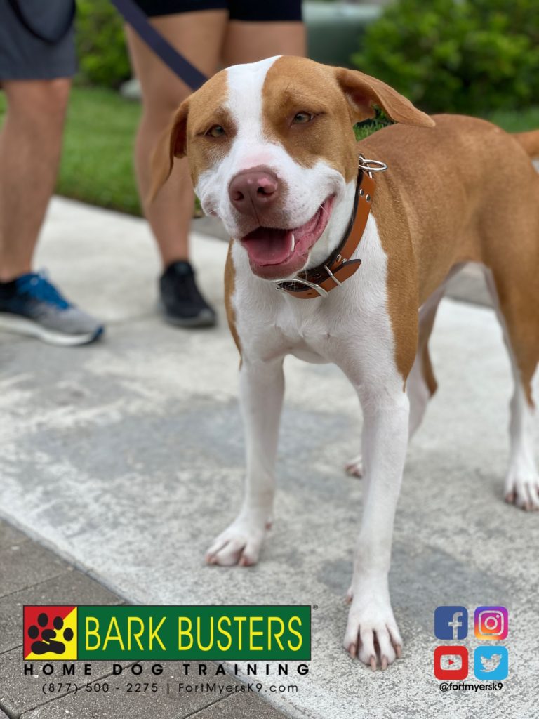 #pibble. #dogsofbarkbusters. @fortmyersk9