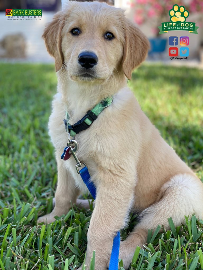 #goldenretriever. #dogsofbarkbusters. @fortmyersk9
