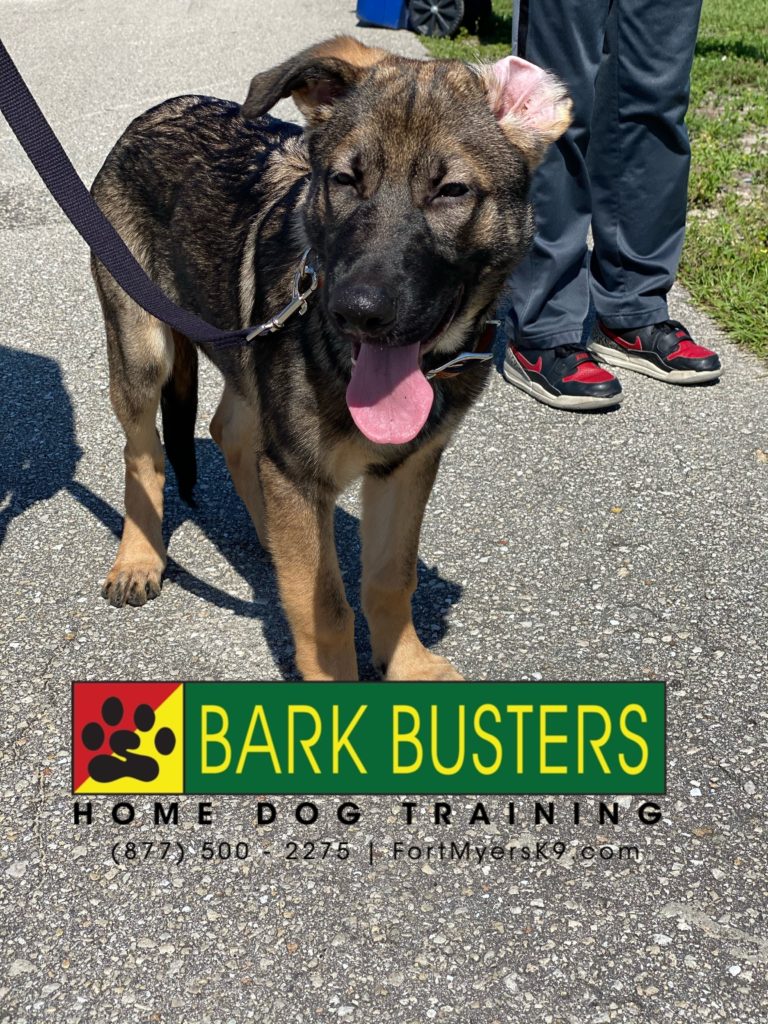 #germanshepherd #germanshepherdpuppy #looseleashwalking #lehighacres #speakdogchangeyourlife