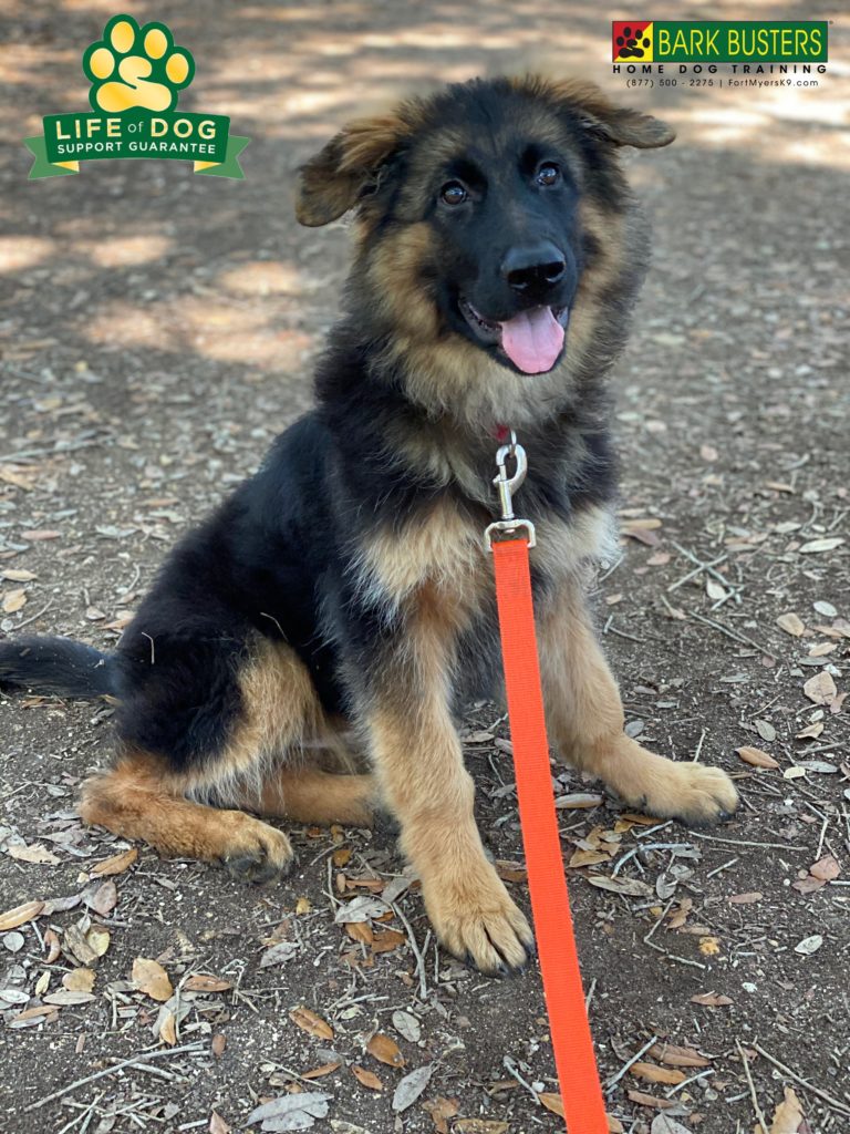 #germanshepherddog #dogsofbarkbusters @fortmyersk9