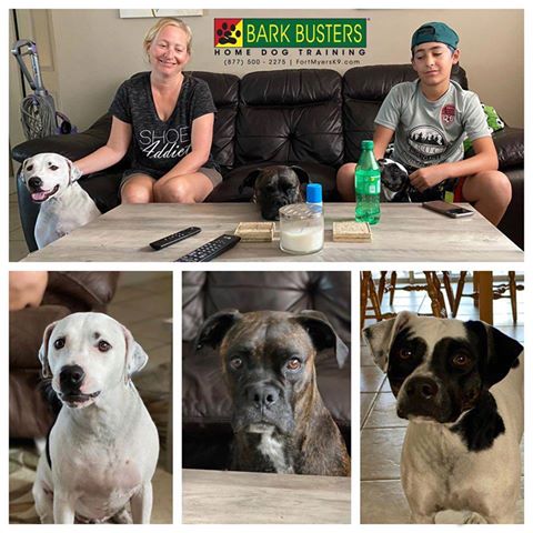 #dalmatianmix #boxer #aggression #fortmyers #cypresslake #speakdogchangeyourlife