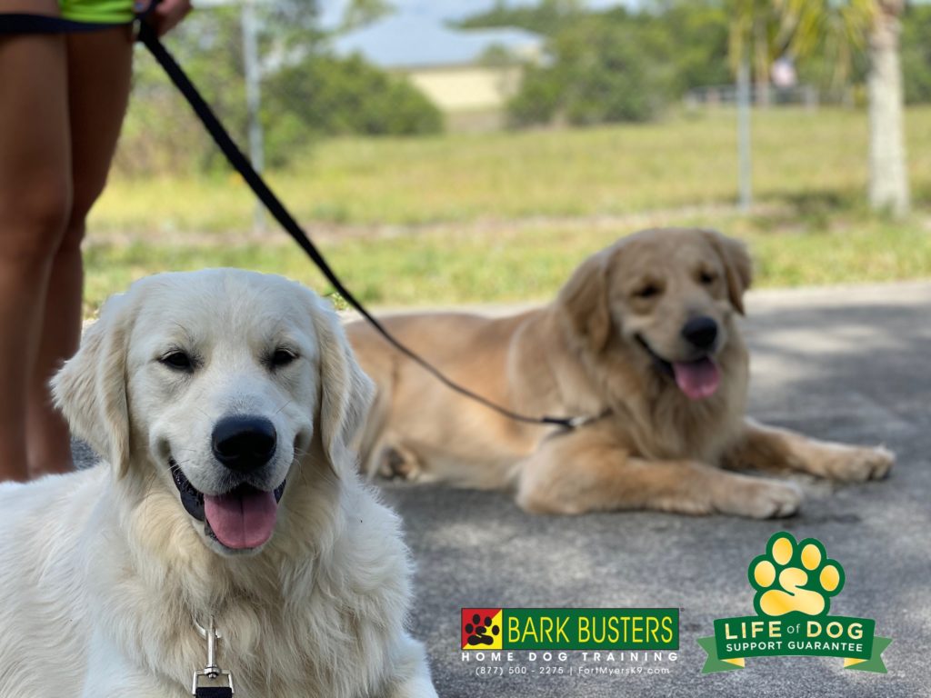 #englishcreamretriever #goldenretriever #dogsofbarkbusters #speakdogchangeyourlife