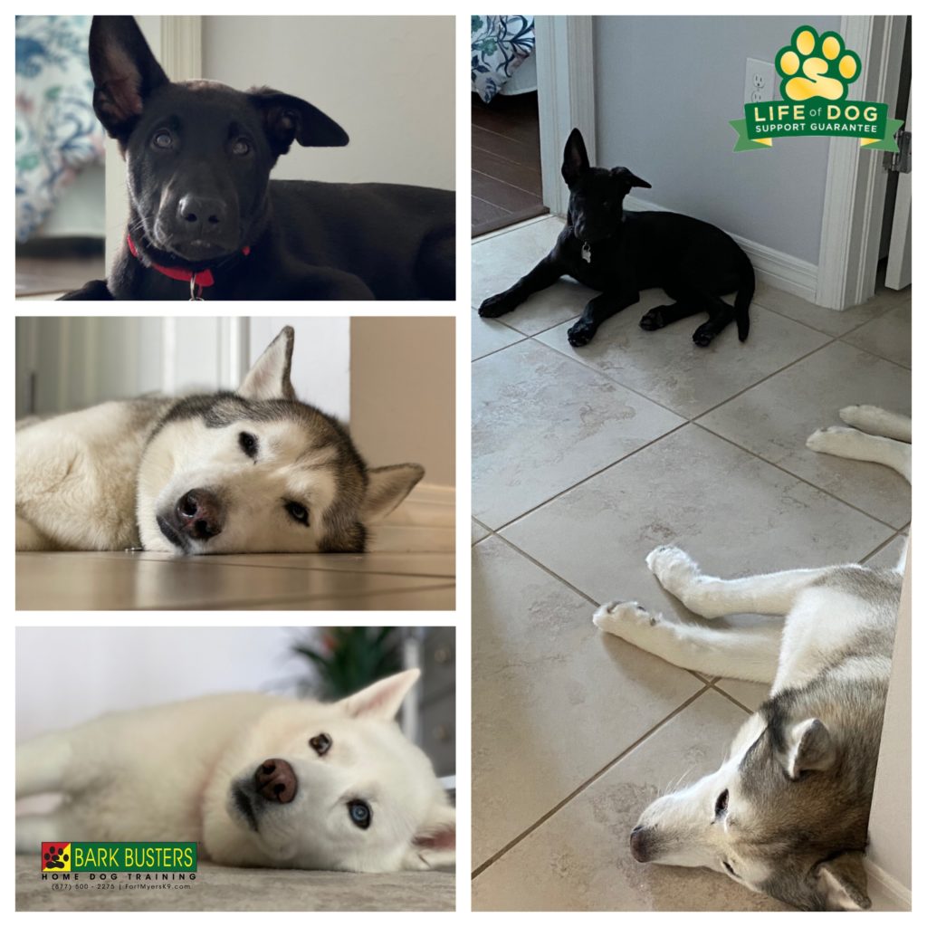 #malinois #husky #huskies #speakdogchangeyourlife #villagewalk #villagewalkbonitasprings #barkbustersusa @fortmyersk9