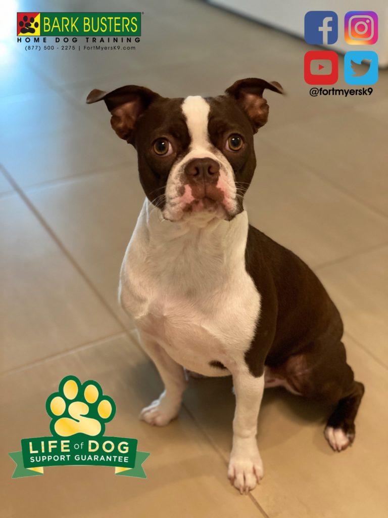 #bostonterrier #separationanxiety #dpeakdogchangeyourlife