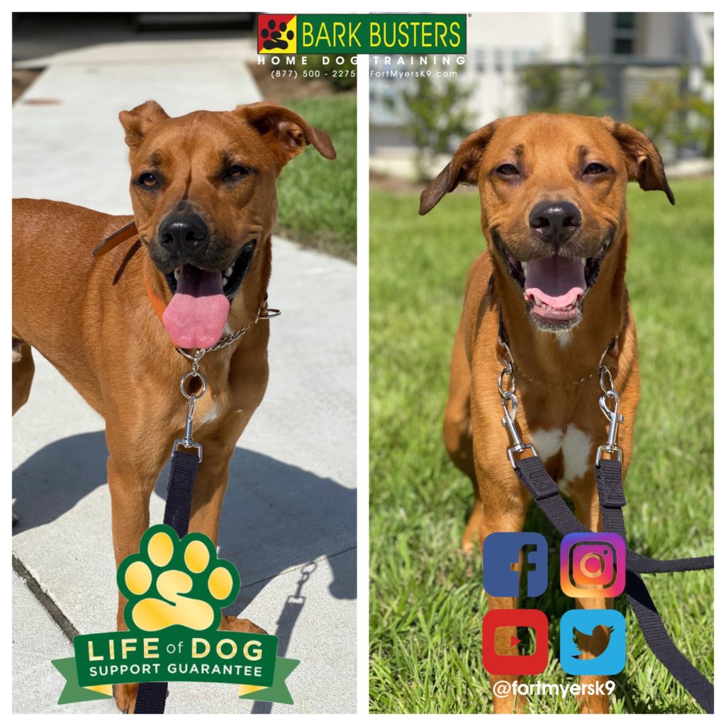 #siblingrivalry #shepherdmix #blackmouthcurmix #dogsofbarkbusters