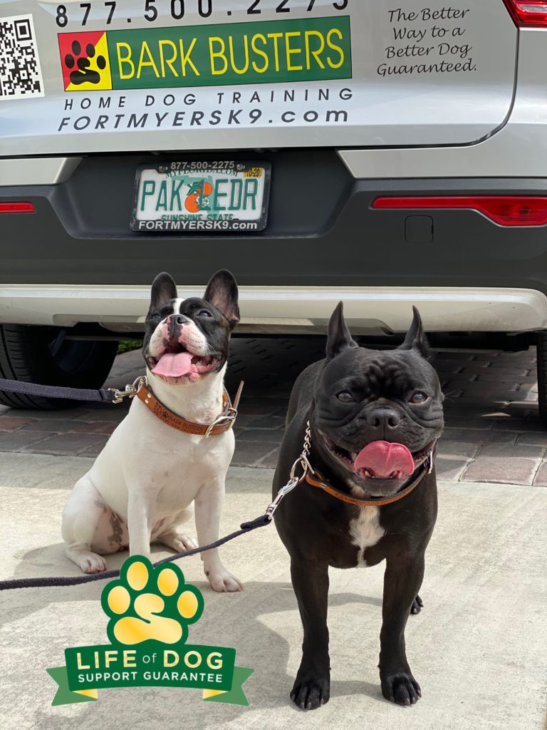 #frenchton #dogsofbarkbusters #speakdogchangeyourlife