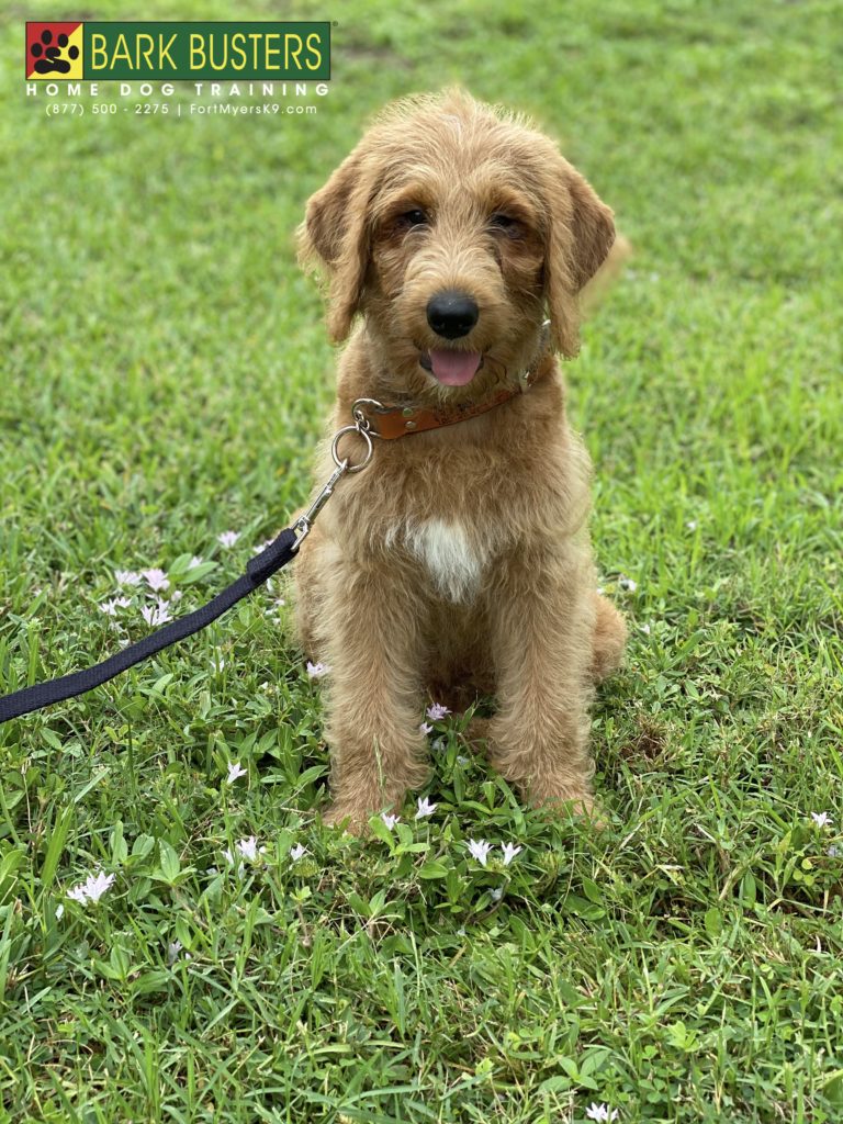 #groodle #goldendoodle #fortmyers #speakdogchangeyourlife @fortmyersk9