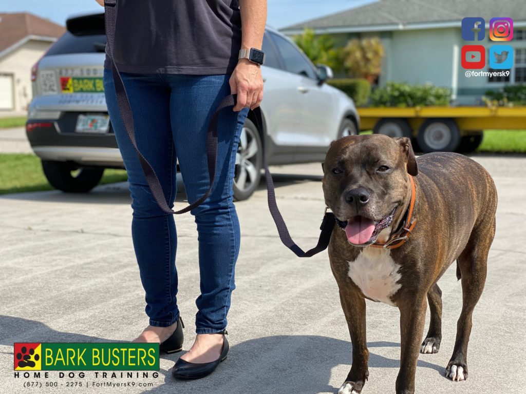 #labmix #pitmix #pibble #sancarlos #fortmyers #speakdogchangeyourlife #fortmyersk9 #rescueanimalsinneed #RAIN