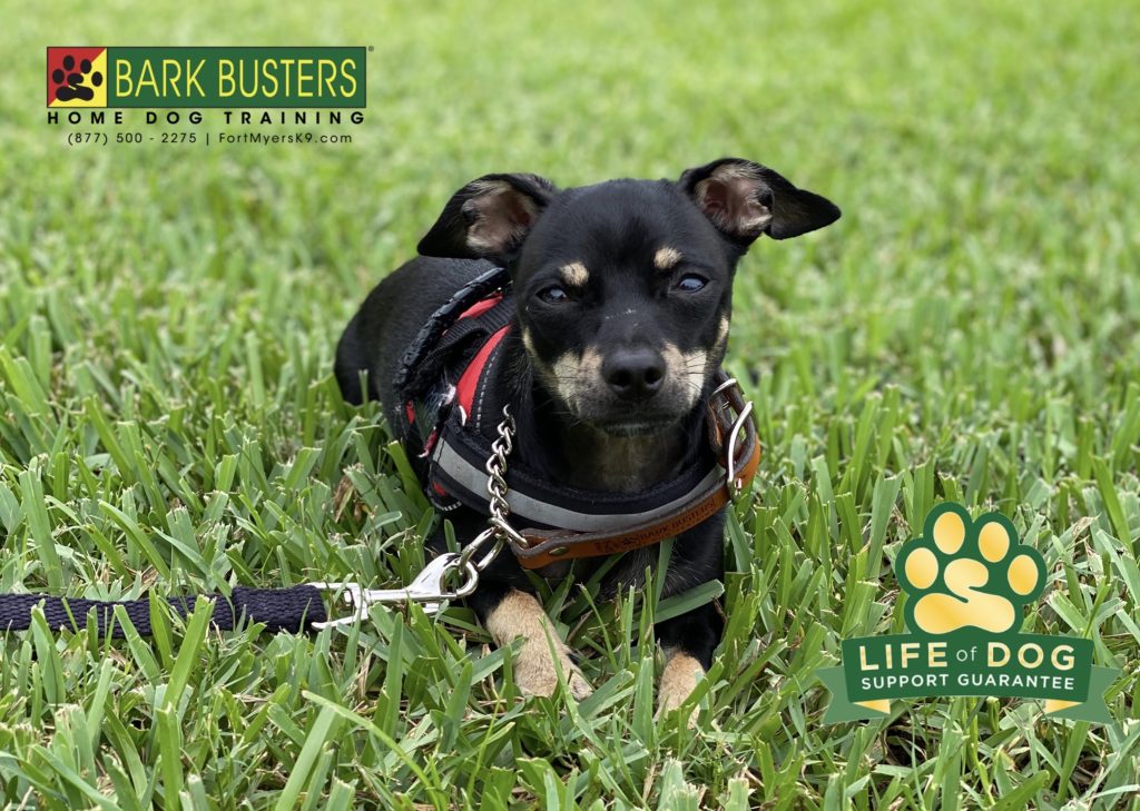 #chihuahua #dontboardandtrain #lifeofdogsupportguarantee #capecoral