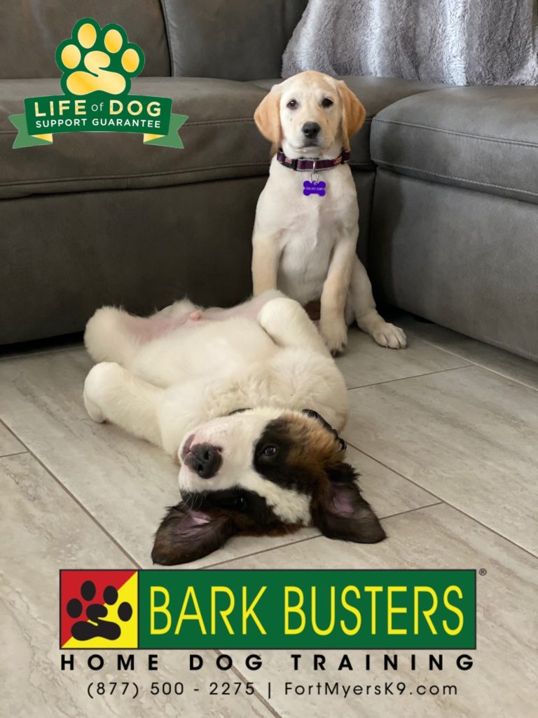 #labradorretriever #saintbernard #stbernard #speakdogchangeyourlife #northfortmyers #barkbusters #lifeofdogsupportguarantee #fortmyersk9