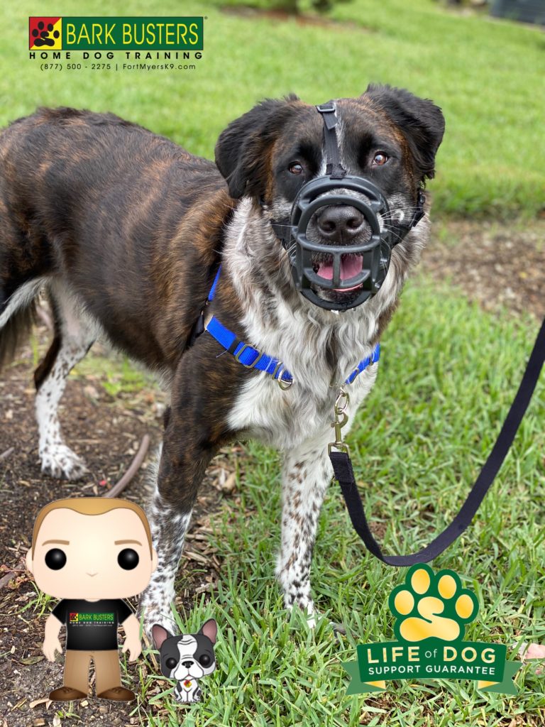 #waggwalker #aggression #speakdogchangeyourlife