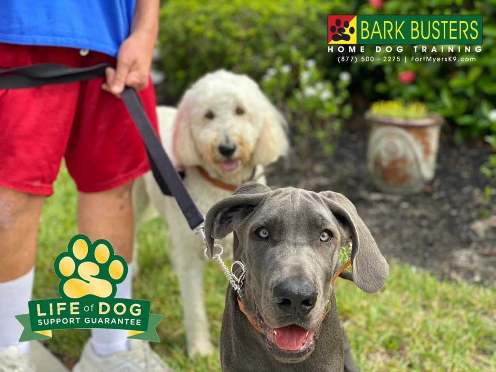 #groodle #greatdane. #speakdogchangeyourlife #fortmyers