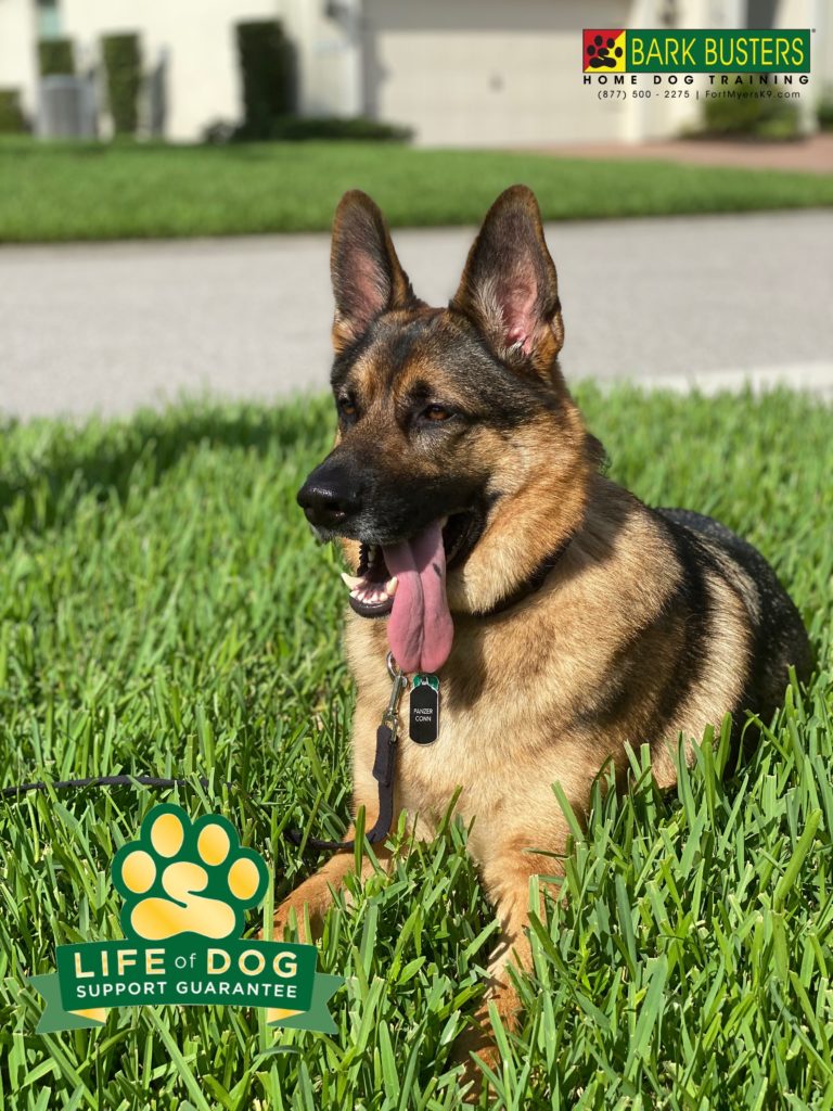 #germanshepherd #speakdogchangeyourlife #fortmyersk9