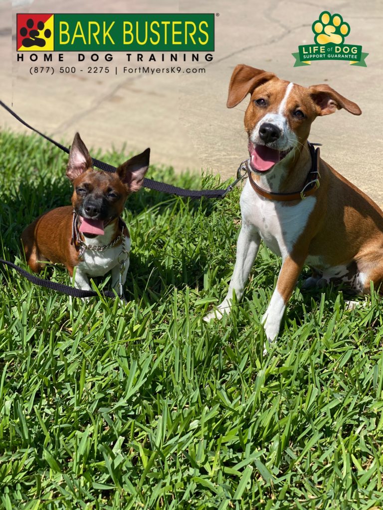 #chihuahuamix #terriermix #capecoral #speakdogchangeyourlife #barkbusters #dogsofbarkbusters #fortmyersk9 @fortmyersk9