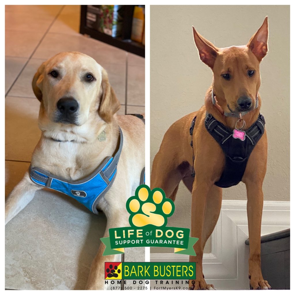 #labrador #labmix #speakdogchangeyourlife #marinabay #fortmyers #gateway