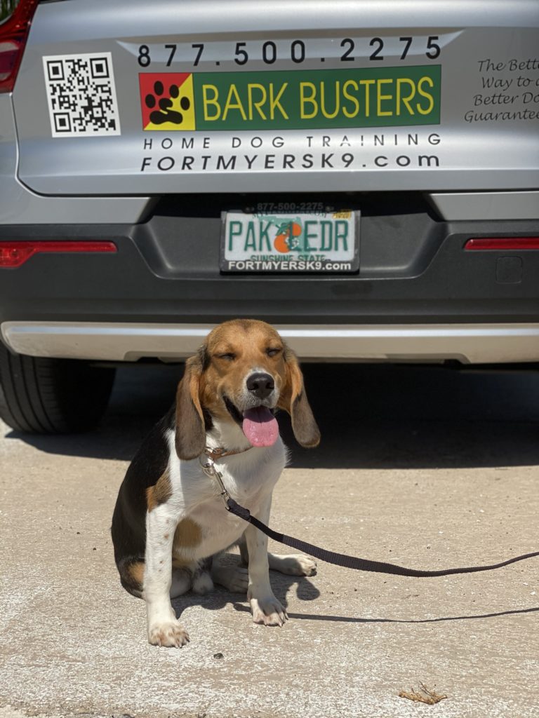 #beagle #matlacha #speakdogchangeyourlife #separationanxiety