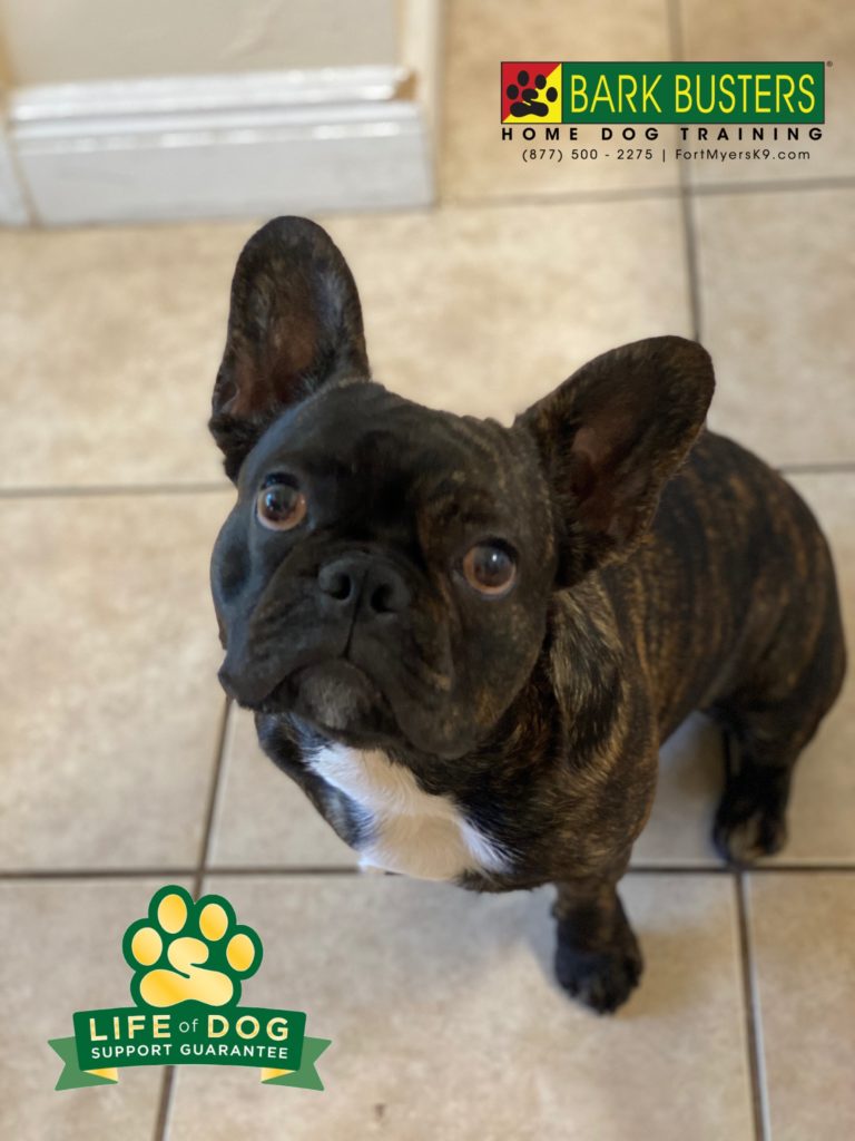 #frenchbulldog #speakdogchangeyourlife #capecoral #frenchie