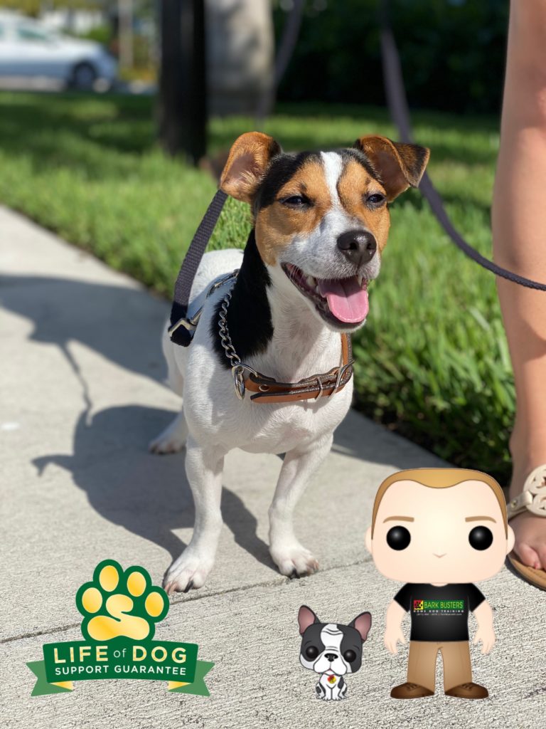 #jrt #jackrussellterrier #libertypark #capecoral #speakdogchangeyourlife