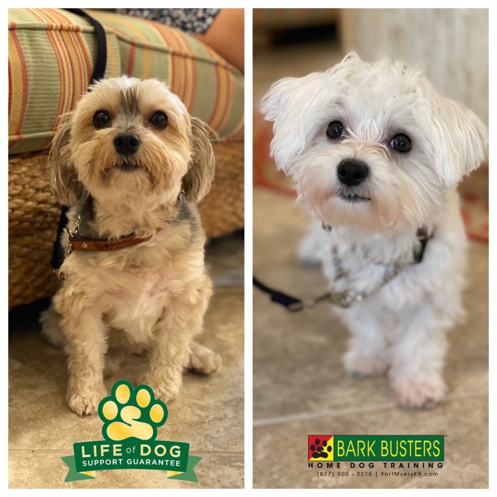 #morkie #maltese #siblingrivalry #northfortmyers #speakdogchangeyourlife