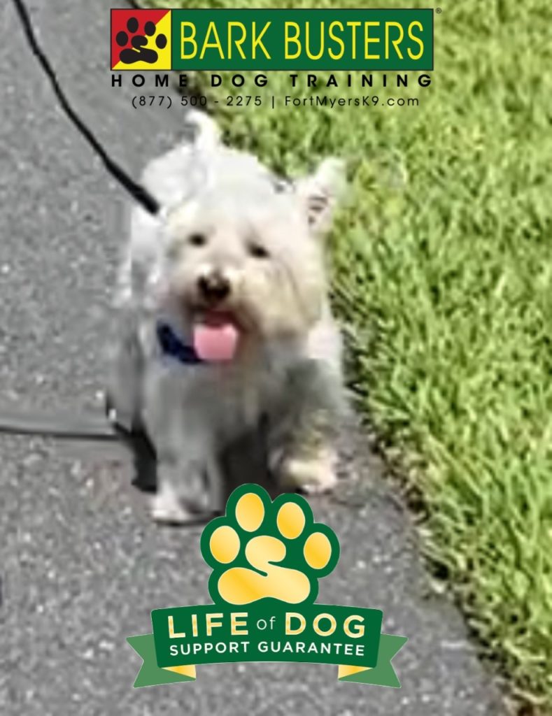 #westie #westhighlandwhiteterrier #waggwalker #barkbusters #eagleridge #fortmyers #speakdogchangeyourlife