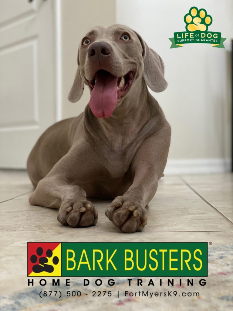 #weimaraner #copperoaks #estero #speakdogchangeyourlife #barkbusters #fortmyersk9