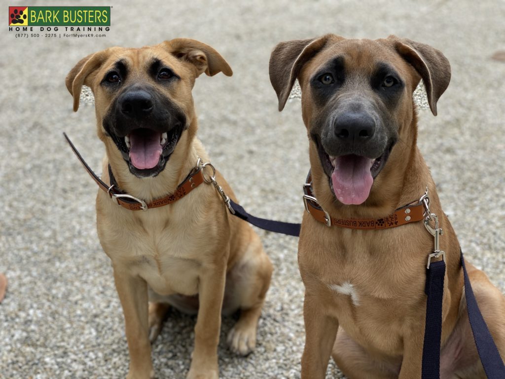 #pibblemix #shepherdmix #pibbleshepherd #dogsofbarkbusters #bokeelia