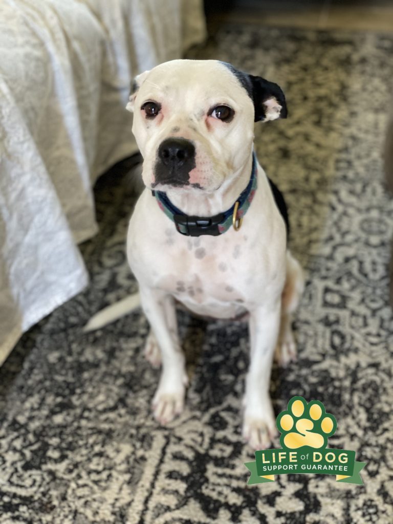 #pibblemix #dogsofbarkbusters #bostonterriermix