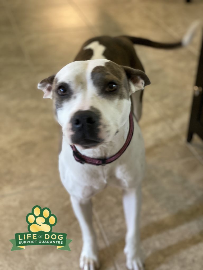 #pibble #dogsofbarkbusters