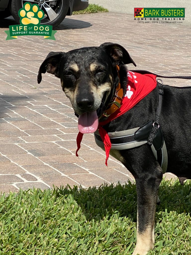 #houndmix. #capecoralanimalshelter @capecoralanimalshelter #speakdogchangeyourlife