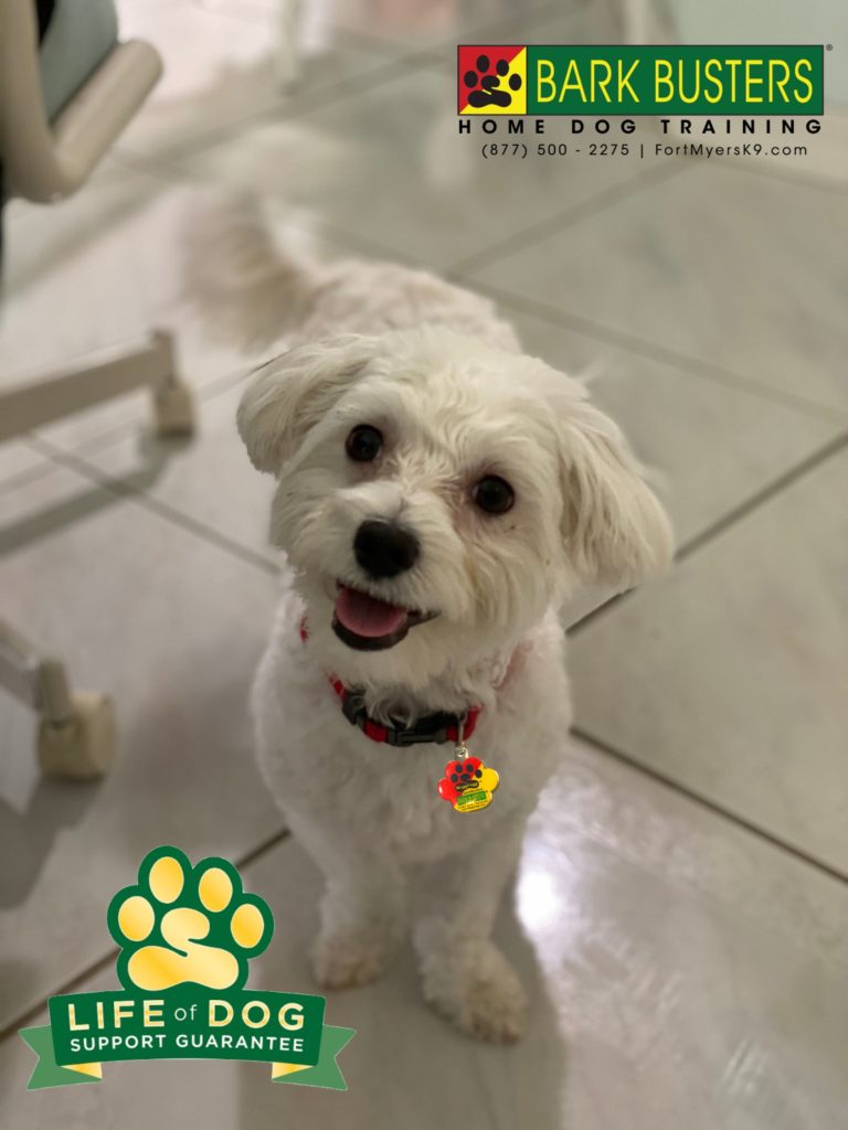 #maltese #capecoral #barking #speakdogchangeyourlife