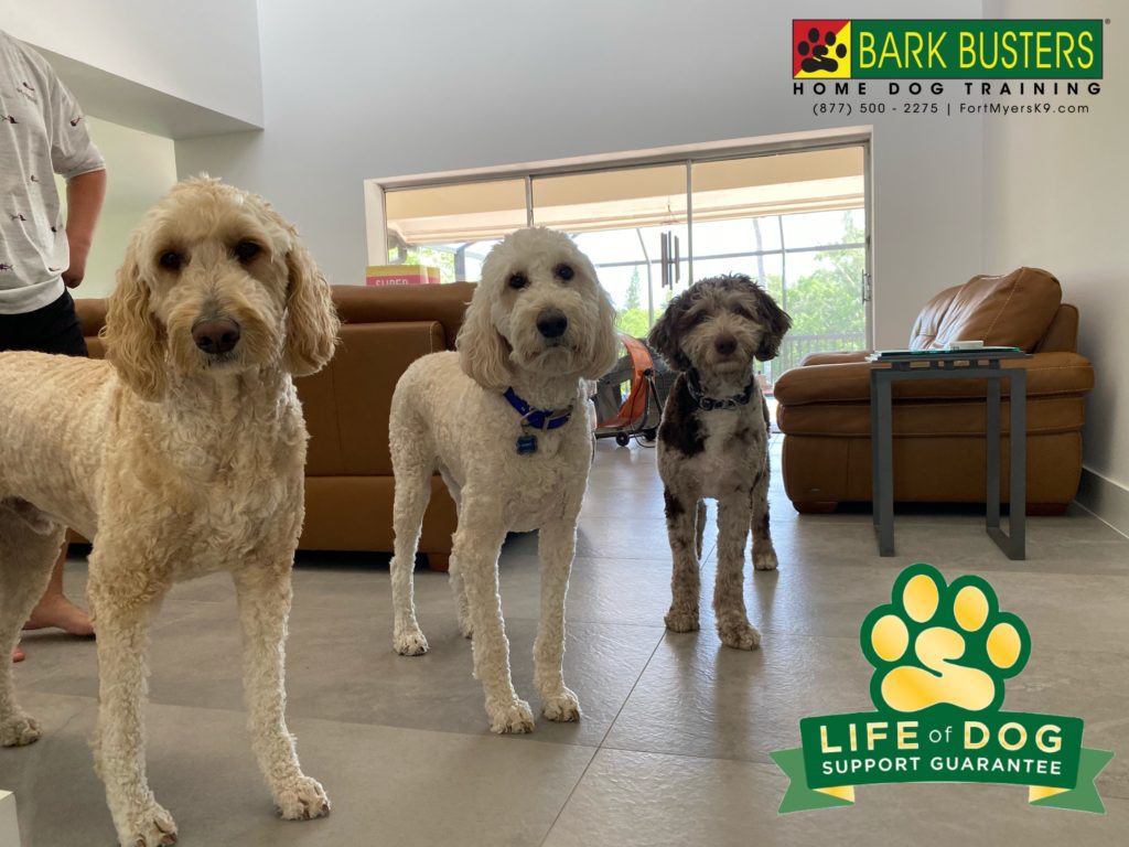 #groodle #aussiedoodle #sanibelisland #speakdogchangeyourlife