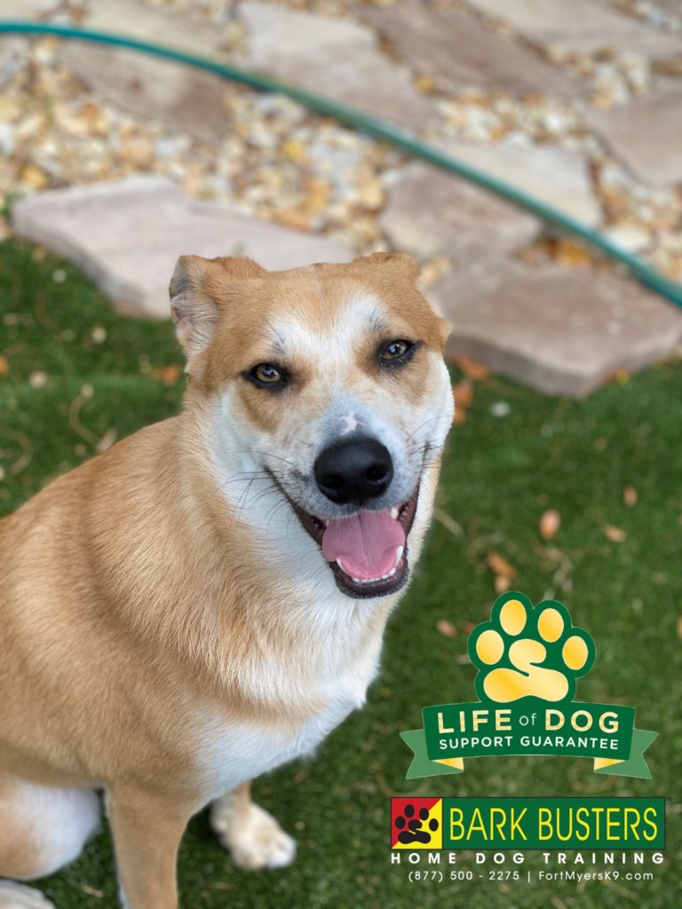 #cattledogmix #pomeranianmix